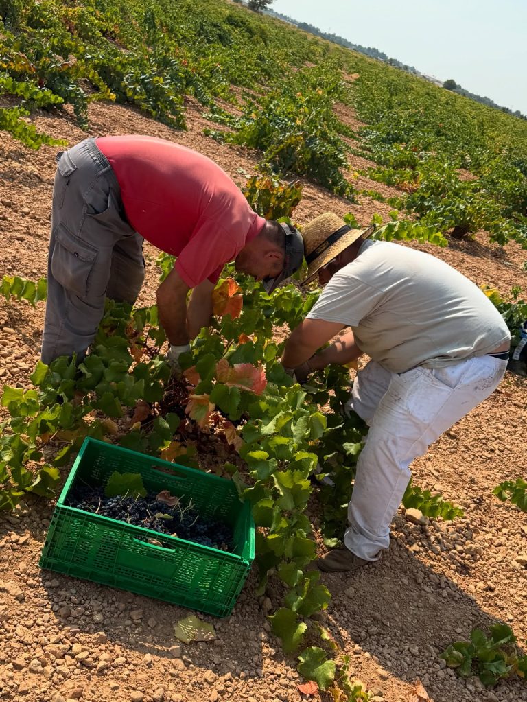 Instagram post from garagewineofficial. This post is in position 11.