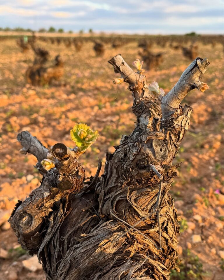 Instagram post from garagewineofficial. This post is in position 7.