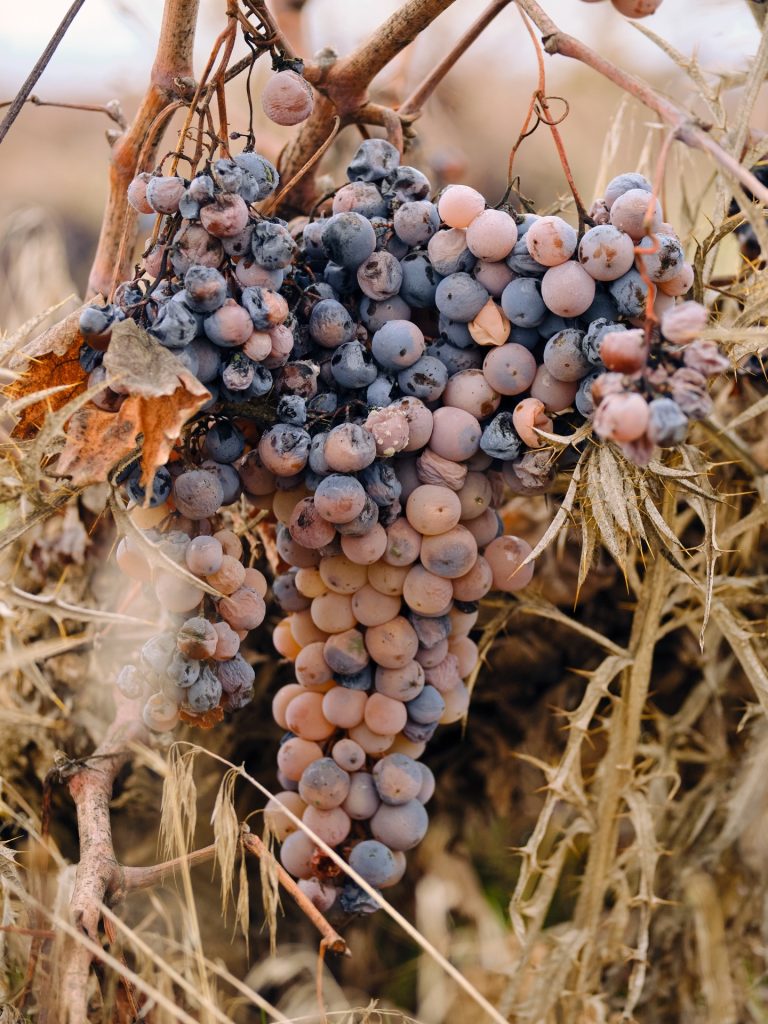 Instagram post from garagewineofficial. This post is in position 1.